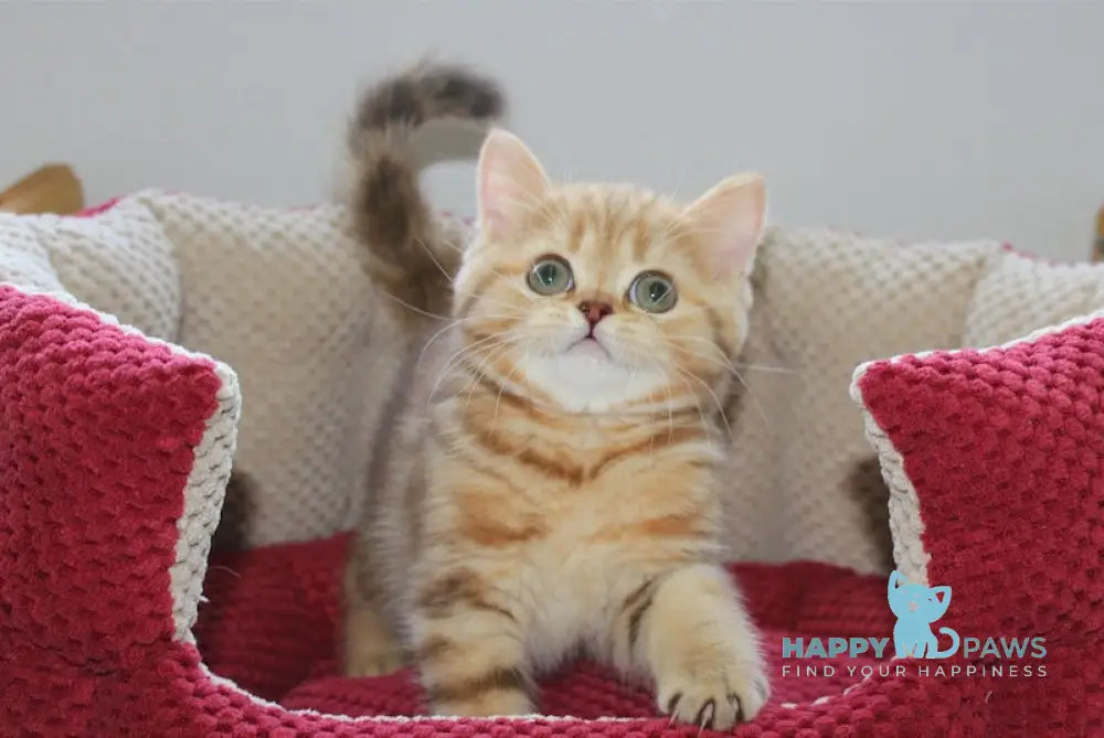 Pepsi Scottish Straight Male Chocolate Golden Tabby Live Animals