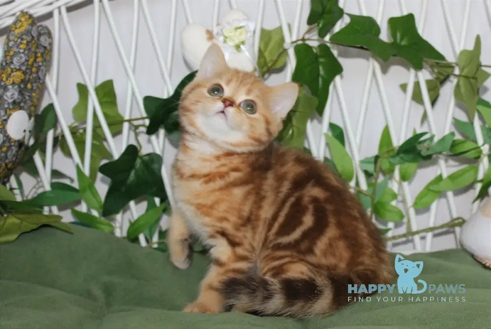 Pepsi Scottish Straight Male Chocolate Golden Tabby Live Animals