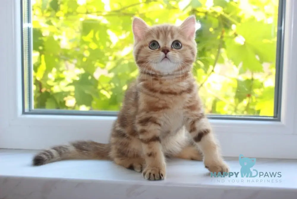 Pepsi Scottish Straight Male Chocolate Golden Tabby Live Animals