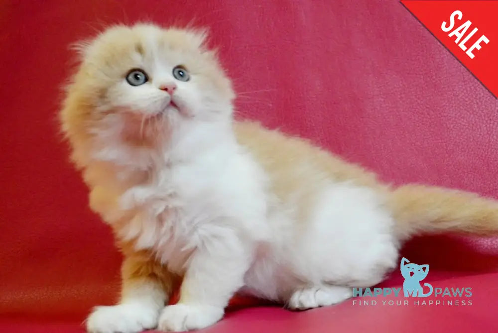 Persic Scottish Fold Male Cream Bicolour Live Animals