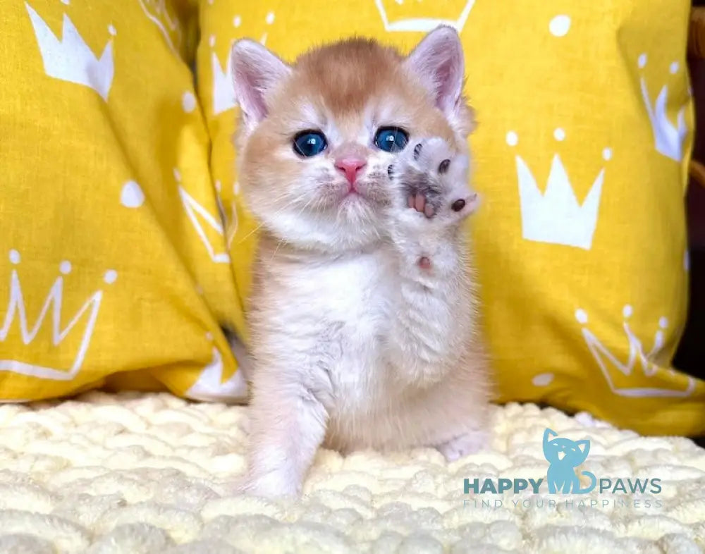 Persik British Shorthair Male Black Golden Chinchilla Live Animals