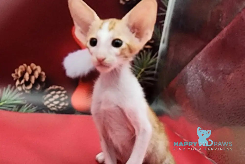 Peter Oriental Shorthair Male Red Spotted Tabby Bicolour Live Animals