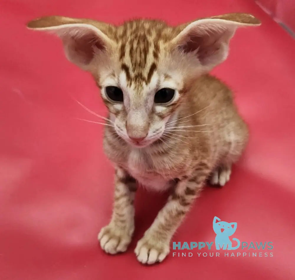 Phoenix Oriental Shorthair Male Red Spotted Tabby Live Animals