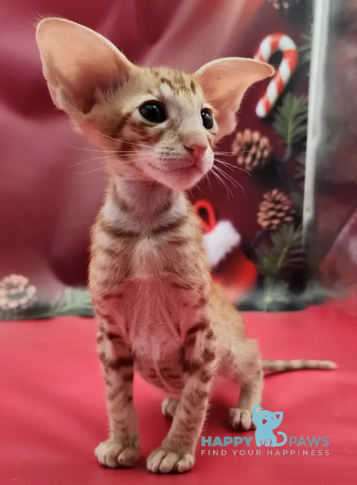 Phoenix Oriental Shorthair Male Red Spotted Tabby Live Animals