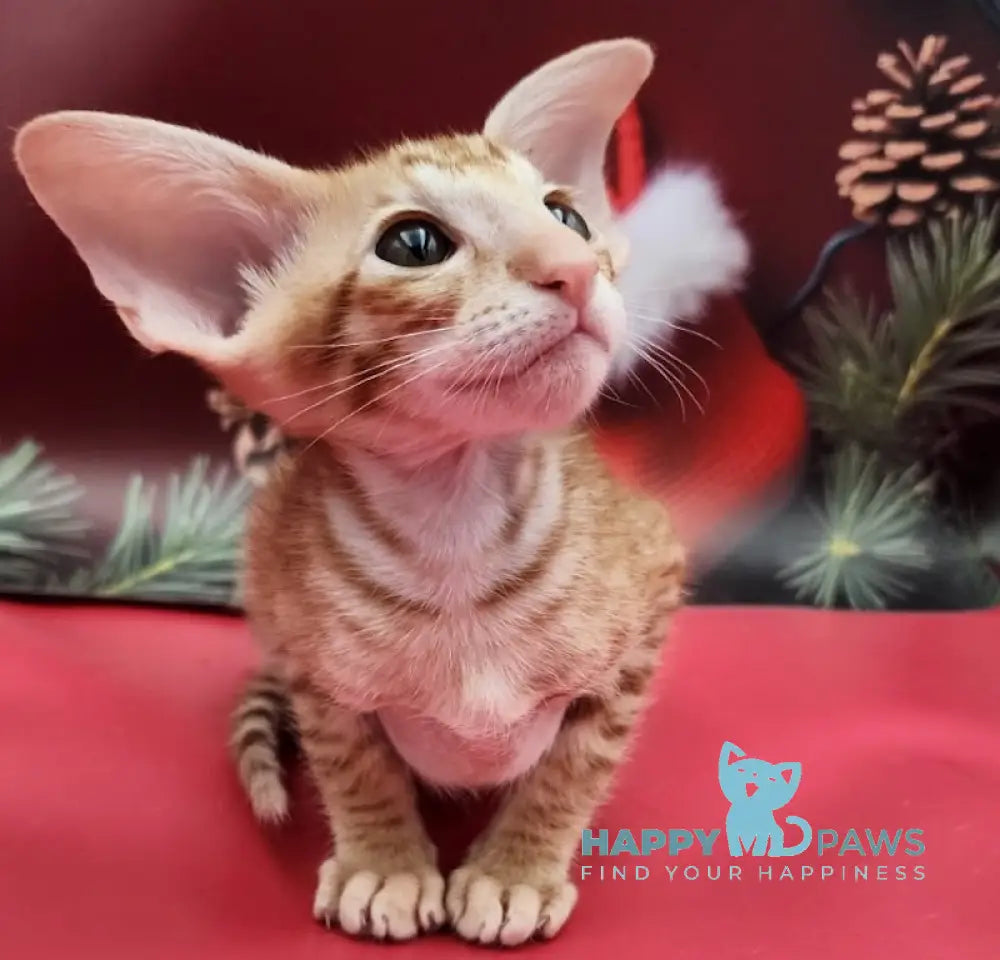 Phoenix Oriental Shorthair Male Red Spotted Tabby Live Animals