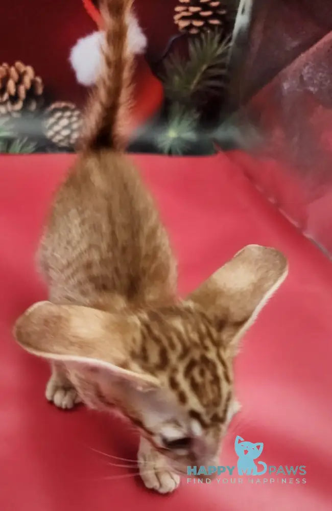 Phoenix Oriental Shorthair Male Red Spotted Tabby Live Animals