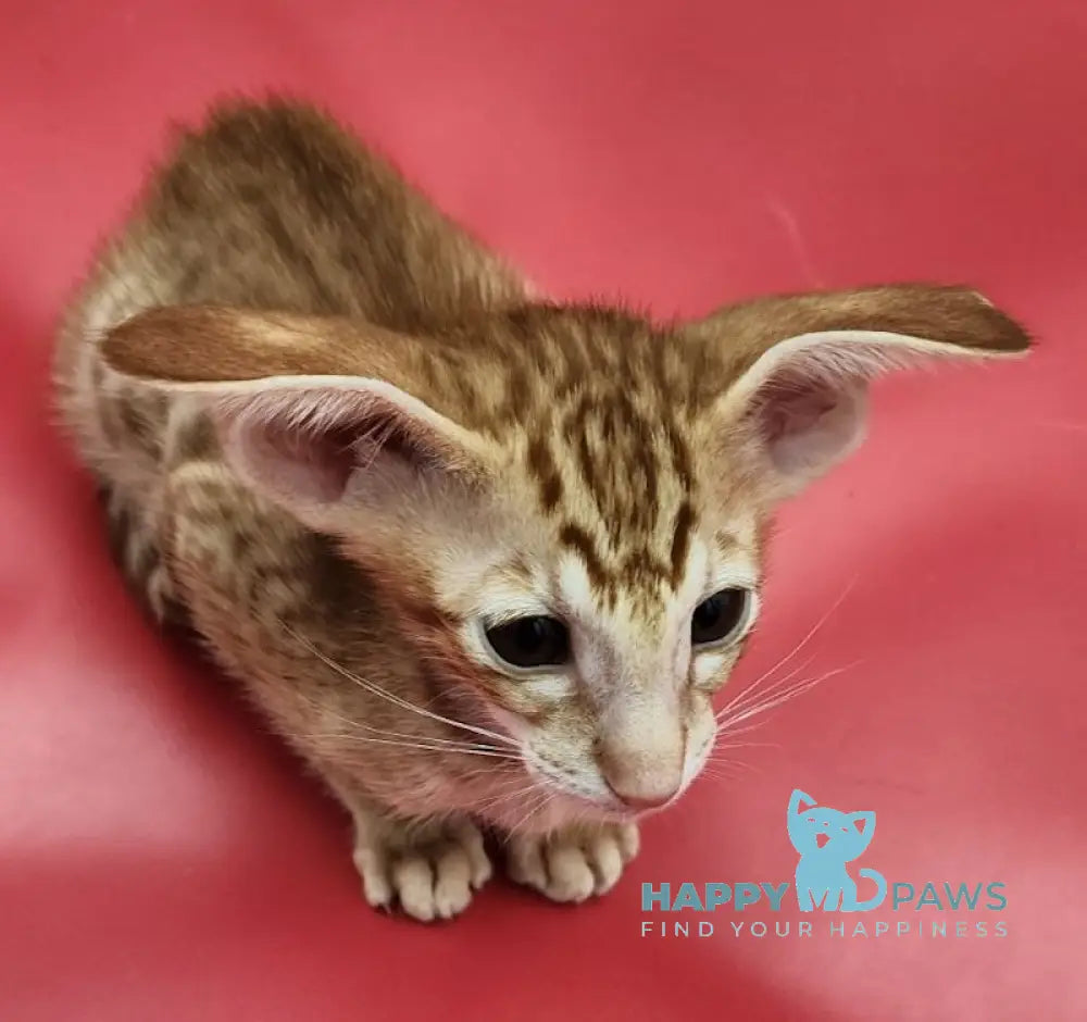 Phoenix Oriental Shorthair Male Red Spotted Tabby Live Animals