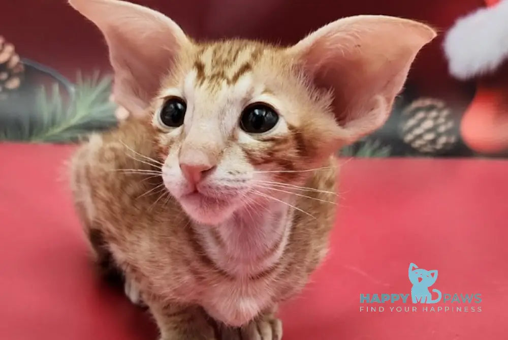 Phoenix Oriental Shorthair Male Red Spotted Tabby Live Animals