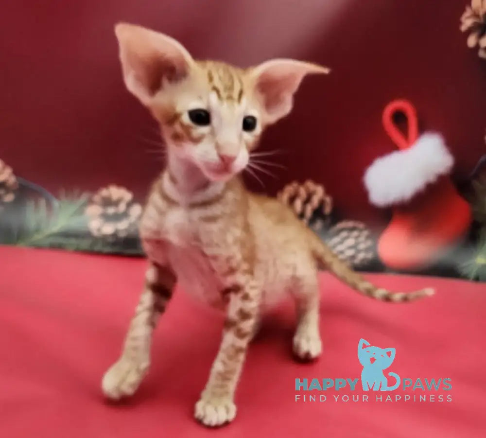 Phoenix Oriental Shorthair Male Red Spotted Tabby Live Animals