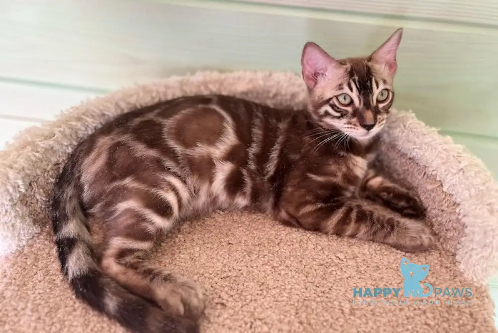 Pixel Bengal male snow mink live animals