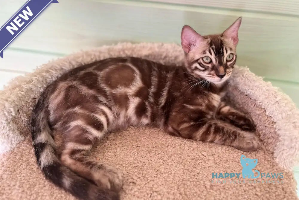 Pixel Bengal male snow mink live animals