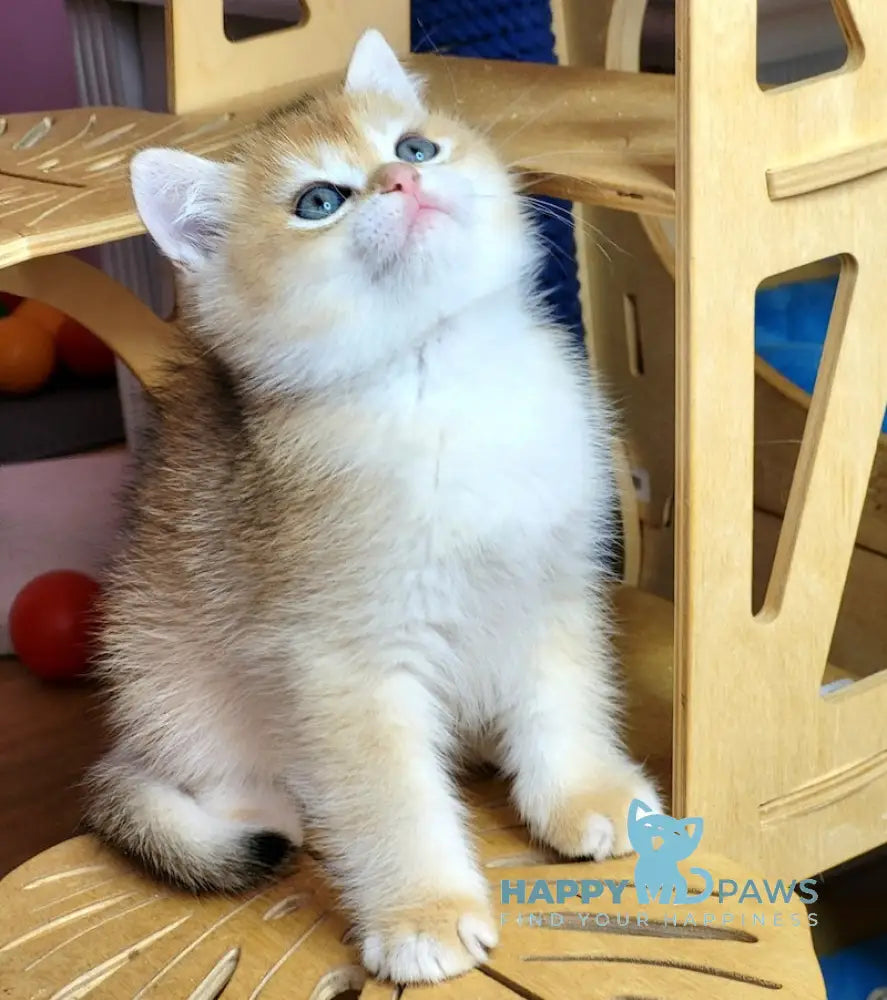 Platon British Shorthair Male Black Golden Chinchilla Live Animals