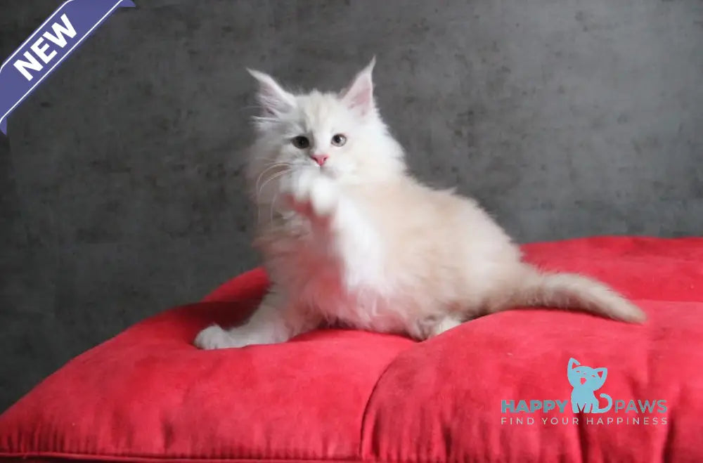 Plombir Maine Coon Male Red Silver Tabby Live Animals