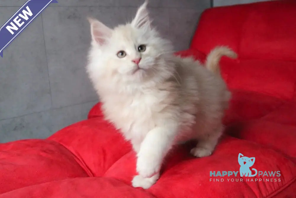 Plombir Maine Coon Male Red Silver Tabby Live Animals