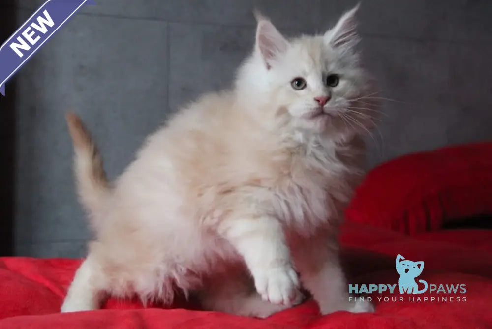 Plombir Maine Coon Male Red Silver Tabby Live Animals