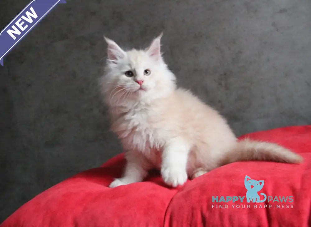 Plombir Maine Coon Male Red Silver Tabby Live Animals