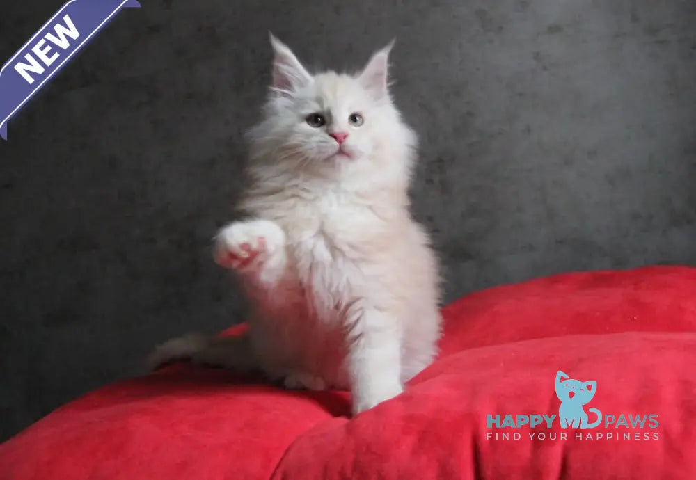 Plombir Maine Coon Male Red Silver Tabby Live Animals