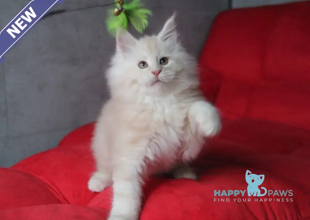 Plombir Maine Coon Male Red Silver Tabby Live Animals