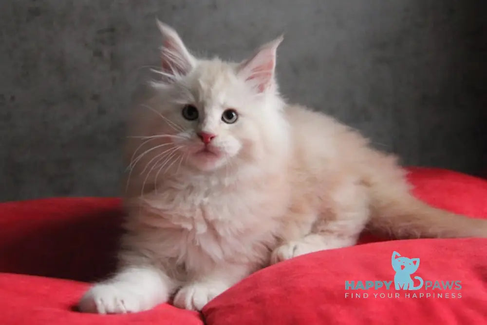 Plombir Maine Coon Male Red Silver Tabby Live Animals