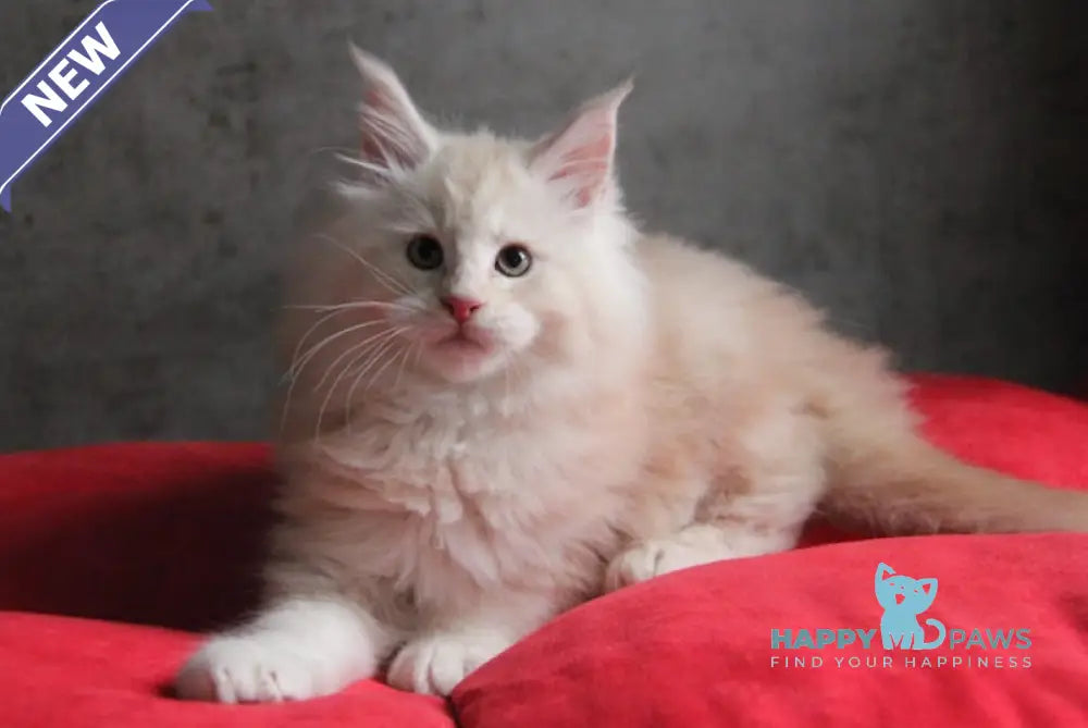 Plombir Maine Coon Male Red Silver Tabby Live Animals