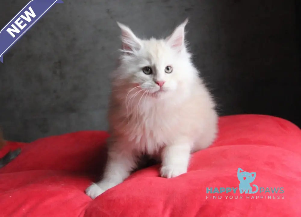 Plombir Maine Coon Male Red Silver Tabby Live Animals