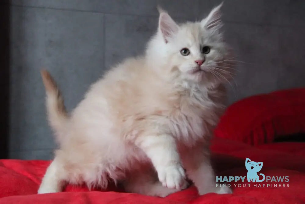 Plombir Maine Coon Male Red Silver Tabby Live Animals