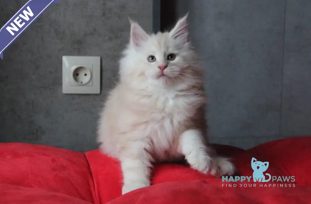 Plombir Maine Coon Male Red Silver Tabby Live Animals