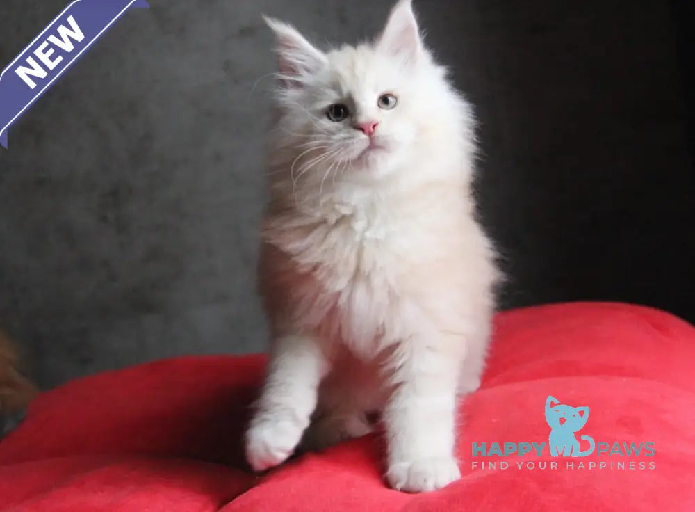 Plombir Maine Coon Male Red Silver Tabby Live Animals