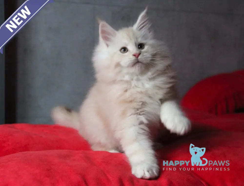 Plombir Maine Coon Male Red Silver Tabby Live Animals