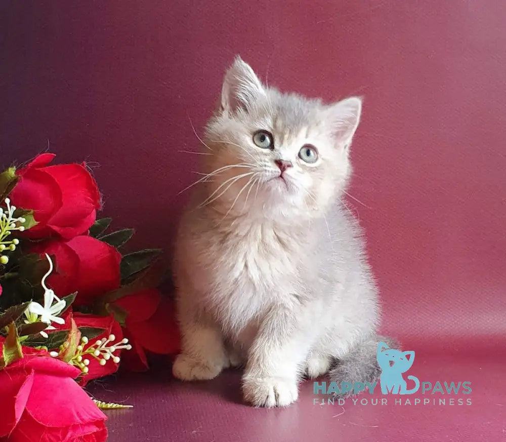 Plusha British Shorthair Female Blue Golden Ticked Tabby Live Animals