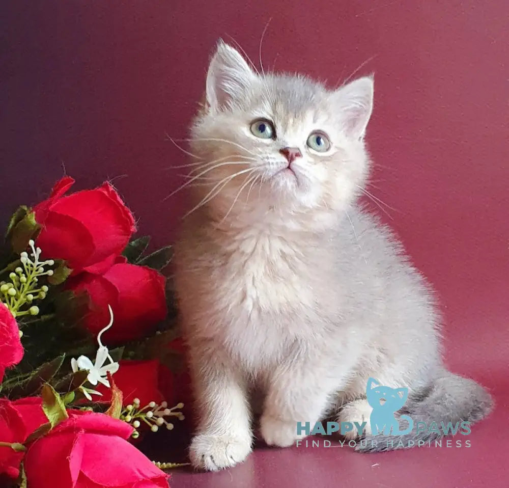 Plusha British Shorthair Female Blue Golden Ticked Tabby Live Animals