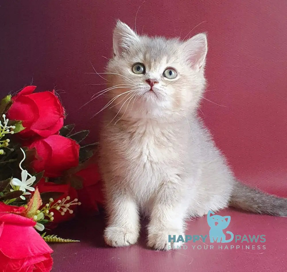 Plusha British Shorthair Female Blue Golden Ticked Tabby Live Animals