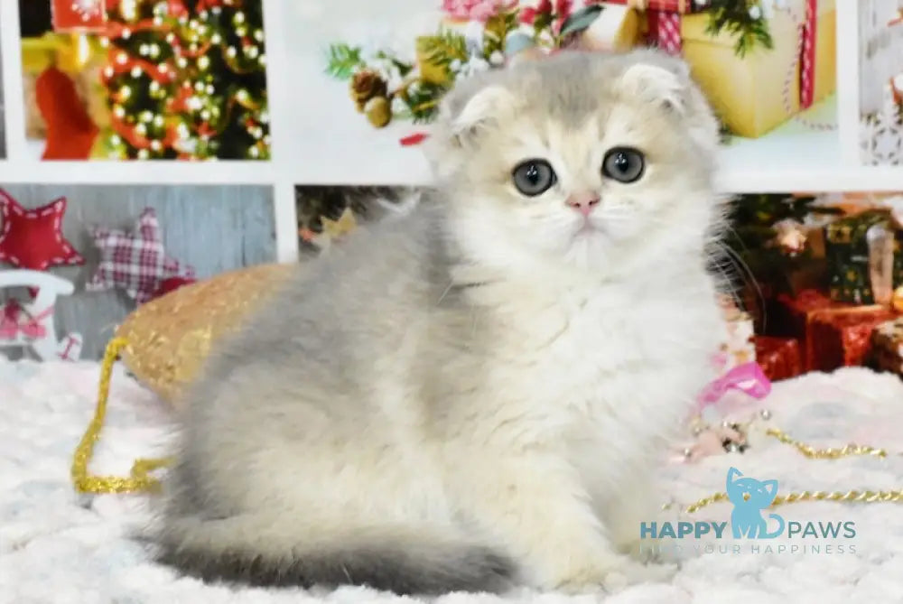 Polina Scottish Fold Female Blue Golden Shaded Live Animals