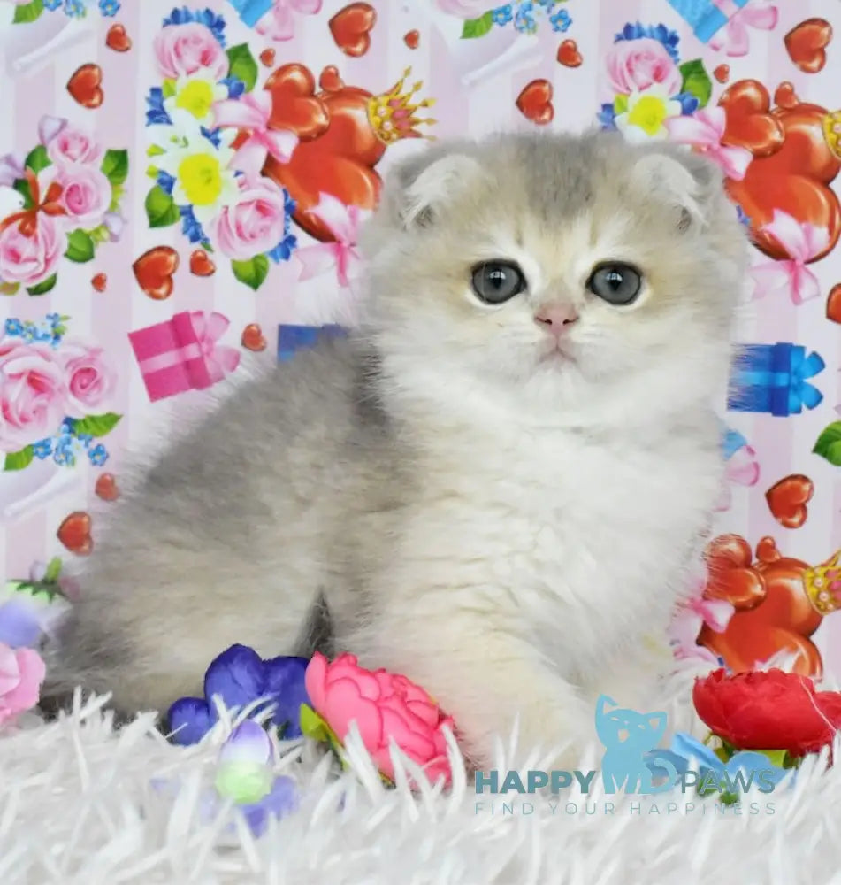 Polina Scottish Fold Female Blue Golden Shaded Live Animals