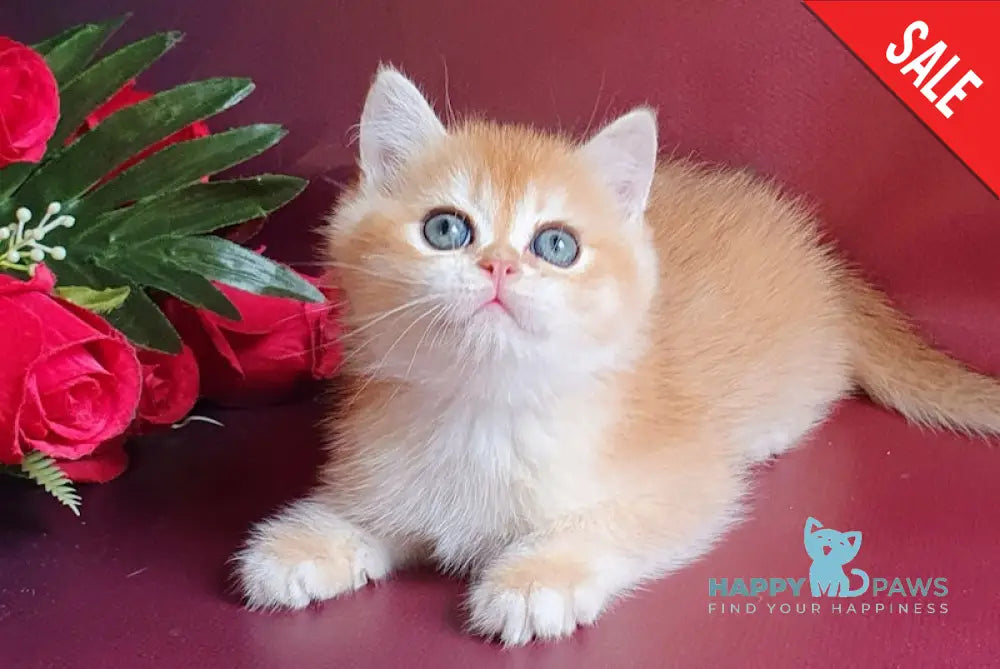 Polly British Shorthair Female Black Golden Chinchilla Live Animals