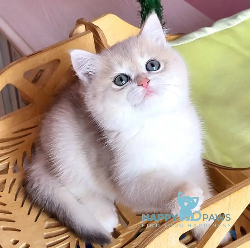 Polly British Shorthair Female Blue Golden Chinchilla Live Animals