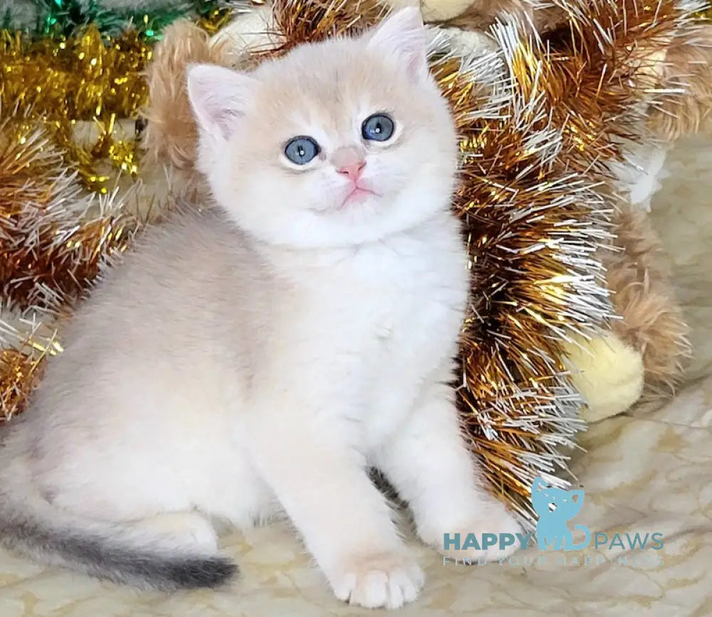 Polly British Shorthair Female Blue Golden Chinchilla Live Animals