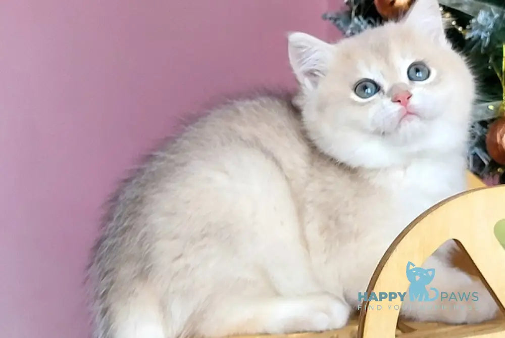 Polly British Shorthair Female Blue Golden Chinchilla Live Animals