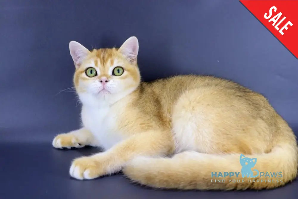 Pomelo British Shorthair Male Black Golden Chinchilla Live Animals