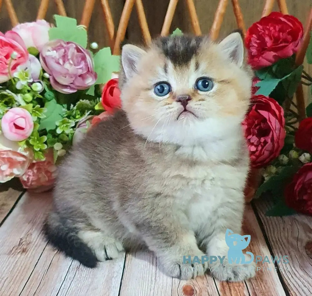 Ponchik British Shorthair Male Black Golden Ticked Tabby Live Animals