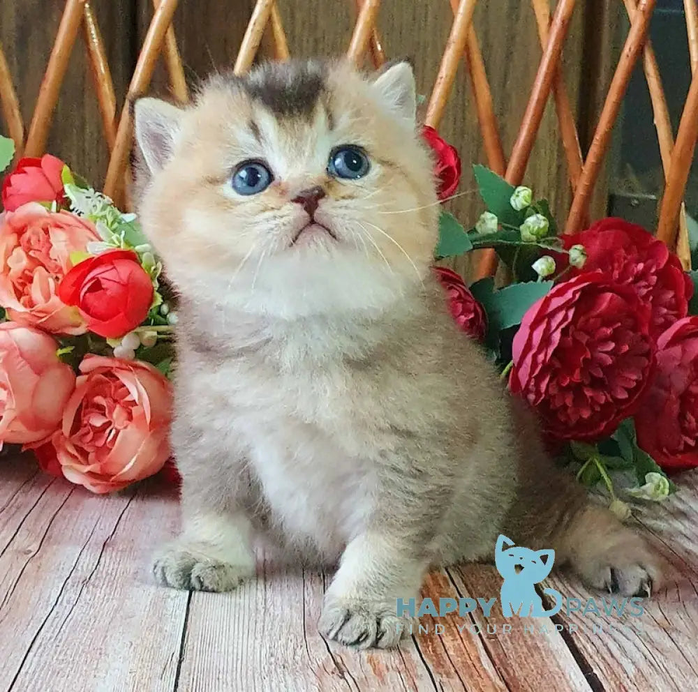 Ponchik British Shorthair Male Black Golden Ticked Tabby Live Animals