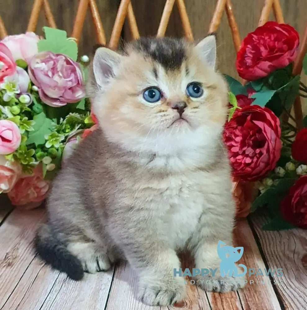 Ponchik British Shorthair Male Black Golden Ticked Tabby Live Animals