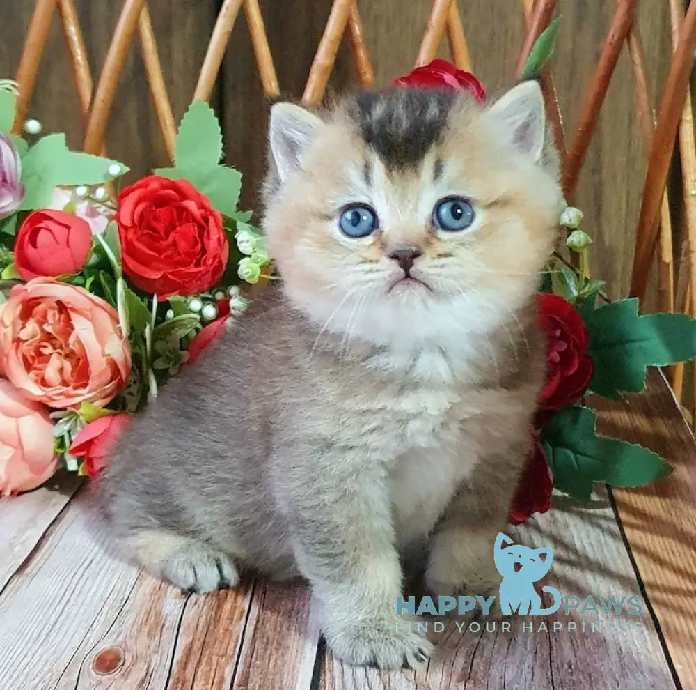 Ponchik British Shorthair Male Black Golden Ticked Tabby Live Animals