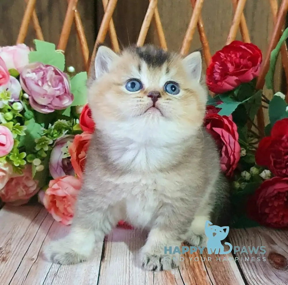 Ponchik British Shorthair Male Black Golden Ticked Tabby Live Animals