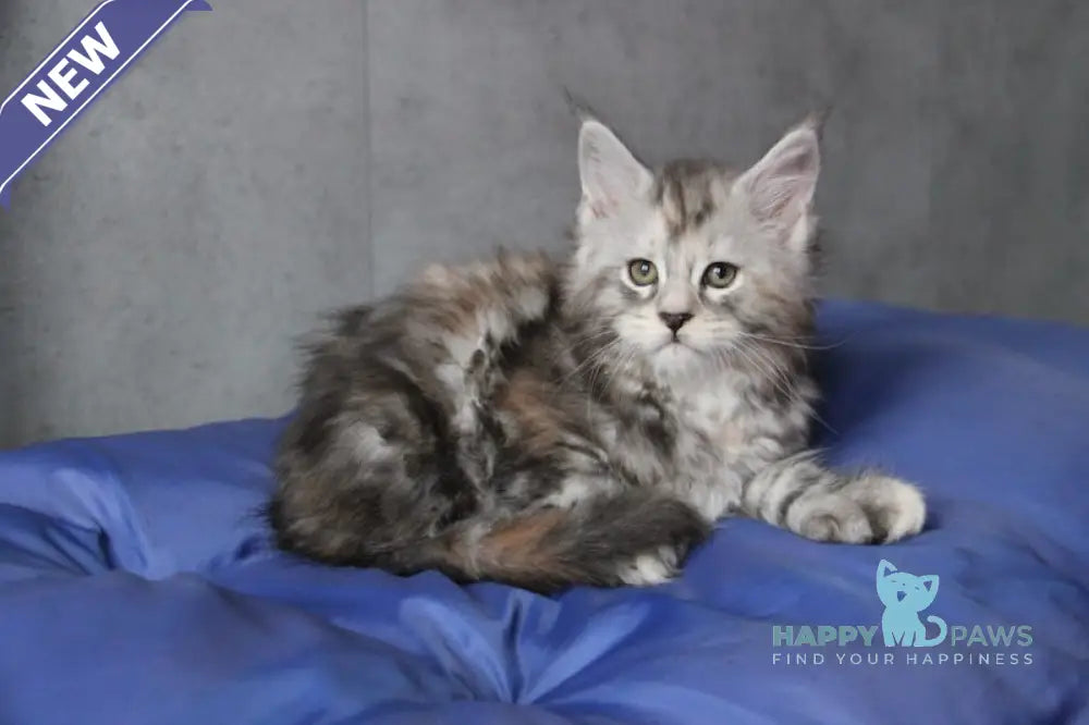 Ponochka Maine Coon Polydactyl Female Black Tortie Silver Tabby Live Animals