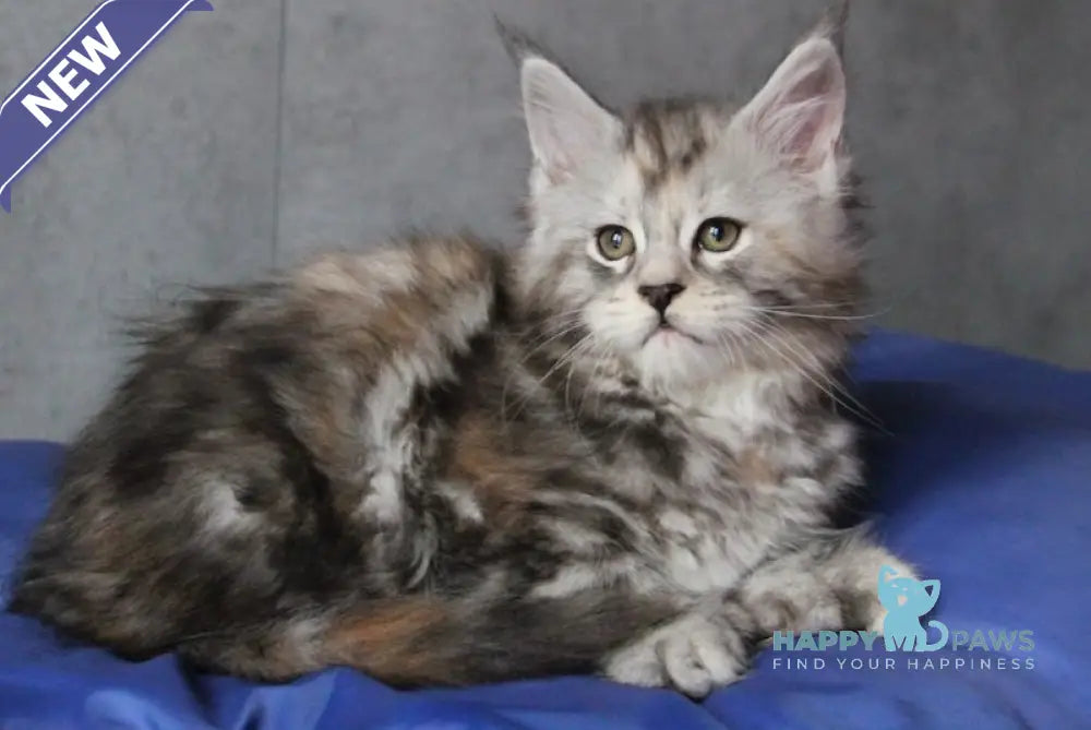 Ponochka Maine Coon Polydactyl Female Black Tortie Silver Tabby Live Animals