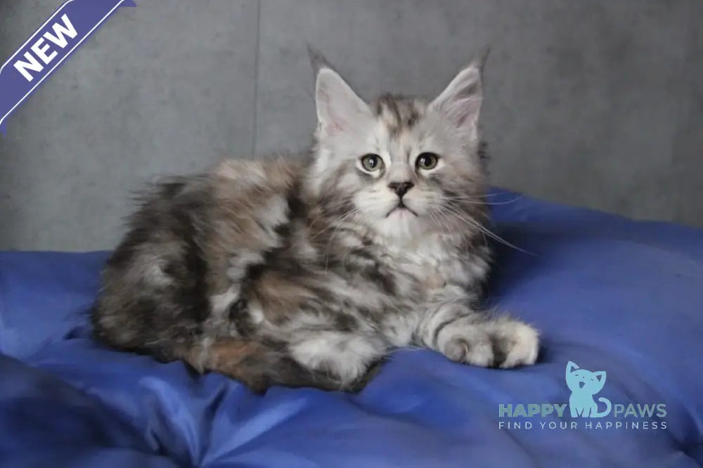 Ponochka Maine Coon Polydactyl Female Black Tortie Silver Tabby Live Animals