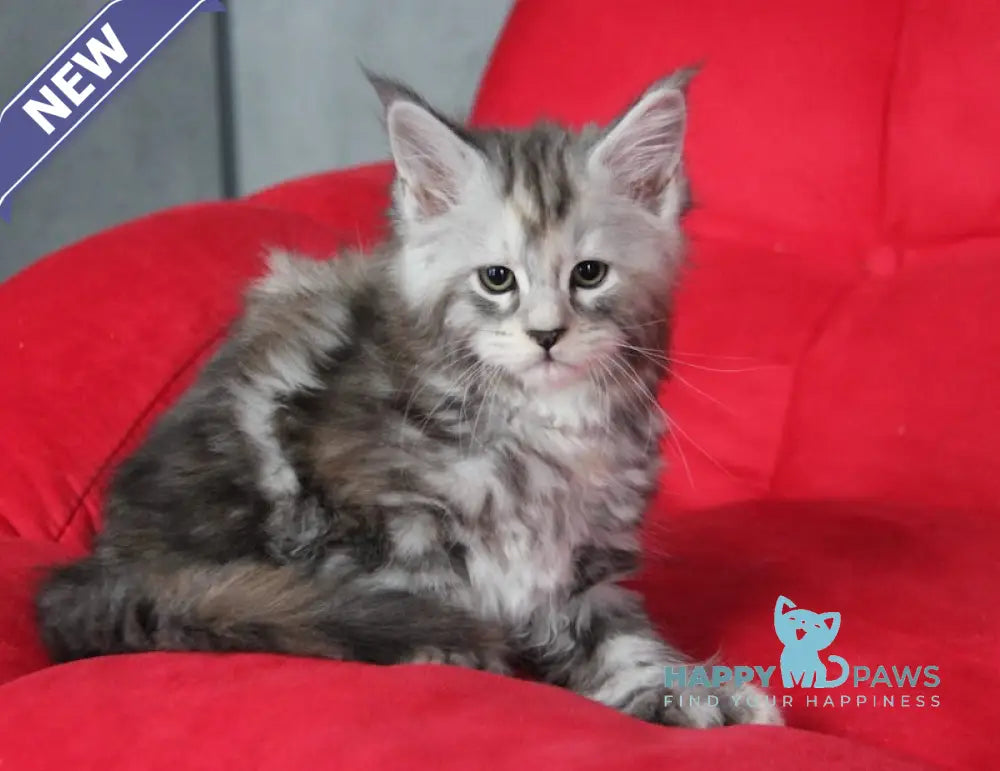 Ponochka Maine Coon Polydactyl Female Black Tortie Silver Tabby Live Animals