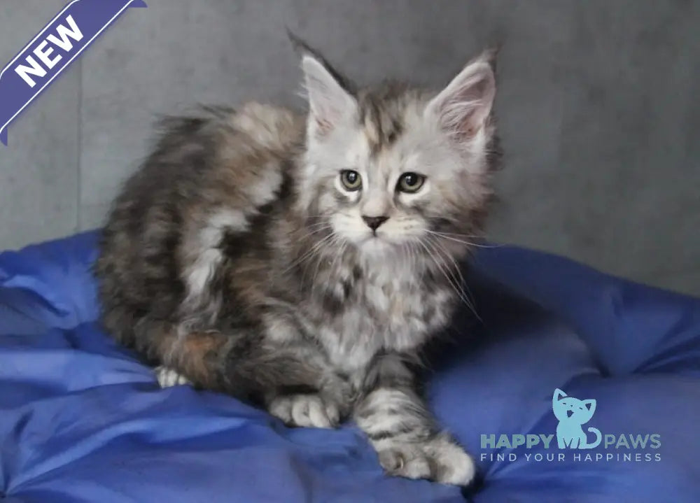 Ponochka Maine Coon Polydactyl Female Black Tortie Silver Tabby Live Animals