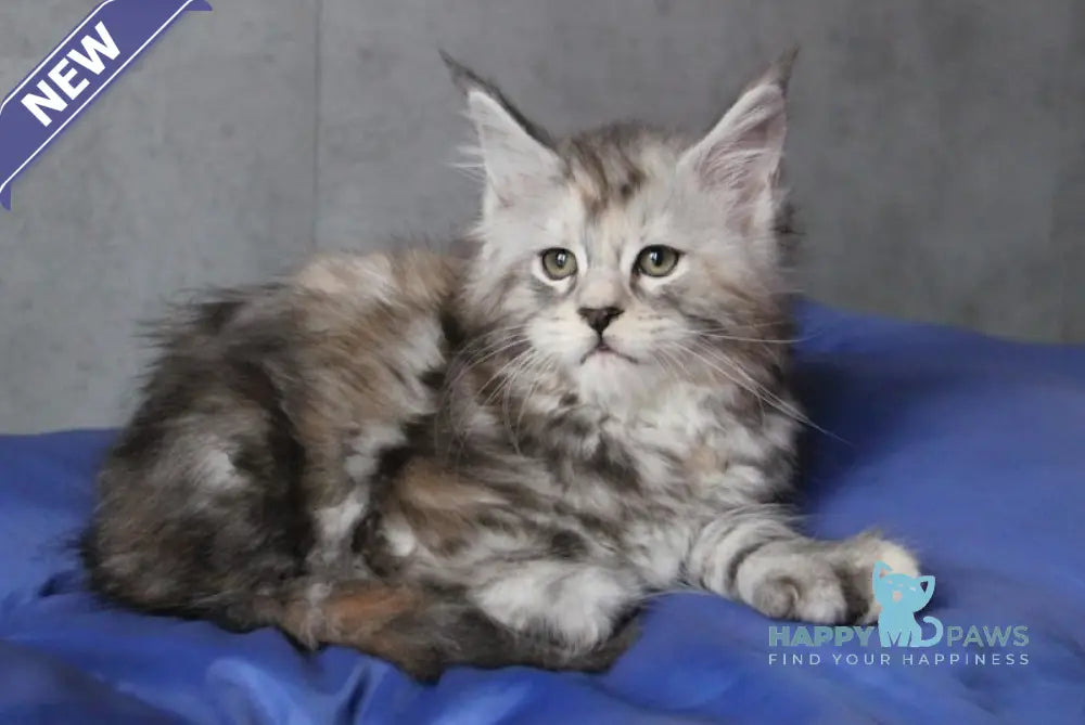 Ponochka Maine Coon Polydactyl Female Black Tortie Silver Tabby Live Animals